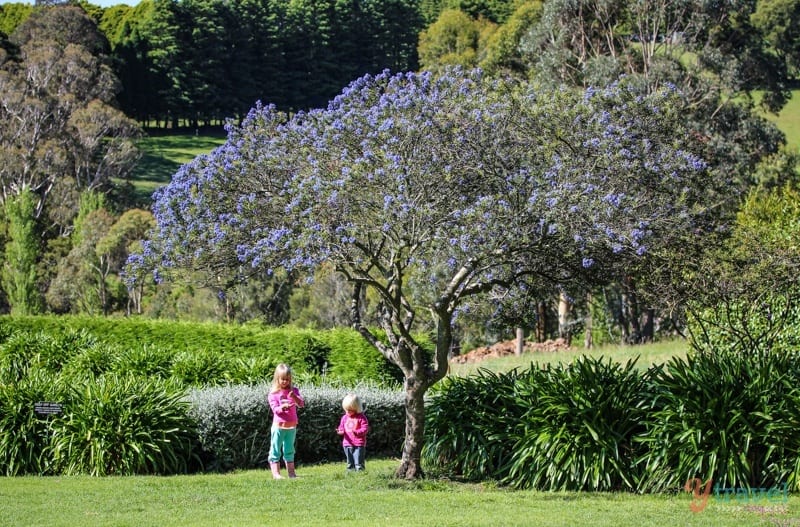 A tree with pink flowers in a garden