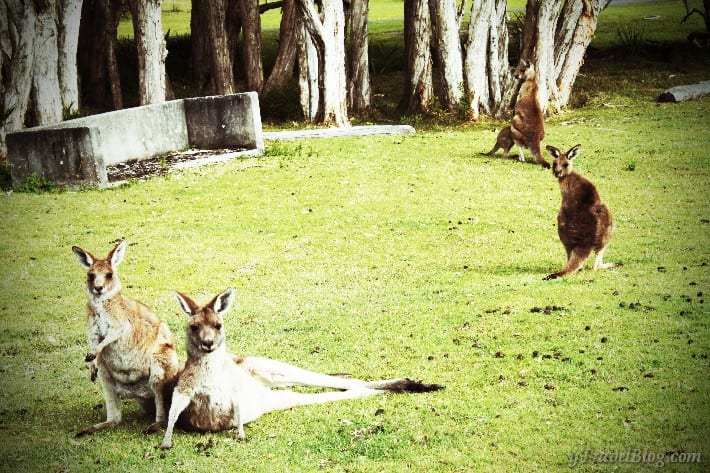 Kangaroos on Little Bay