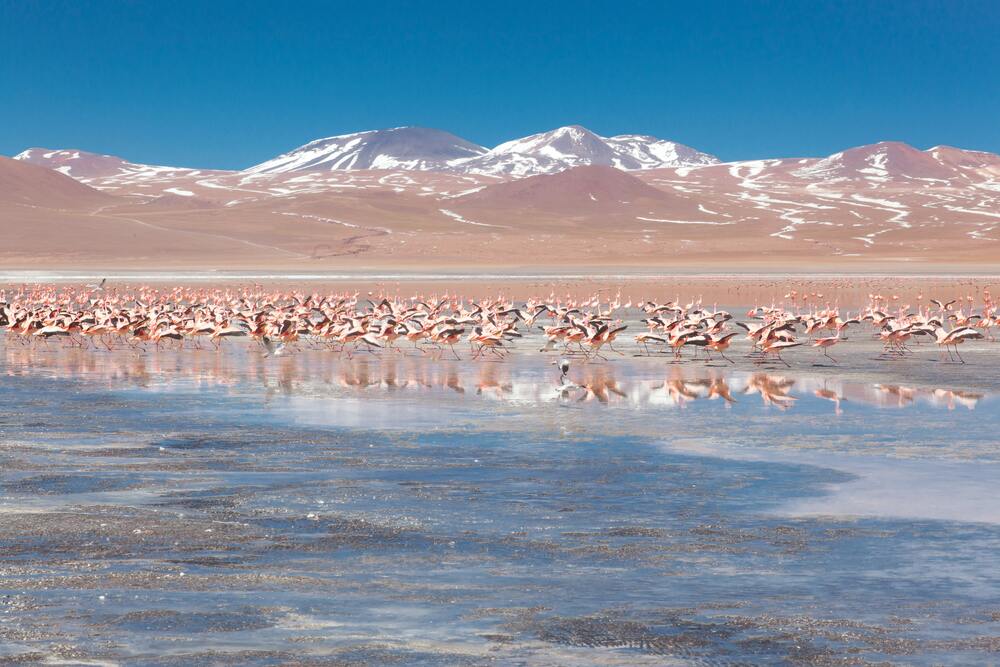 pink flamingos sitting on lagoon Laguna Colorada bolivia