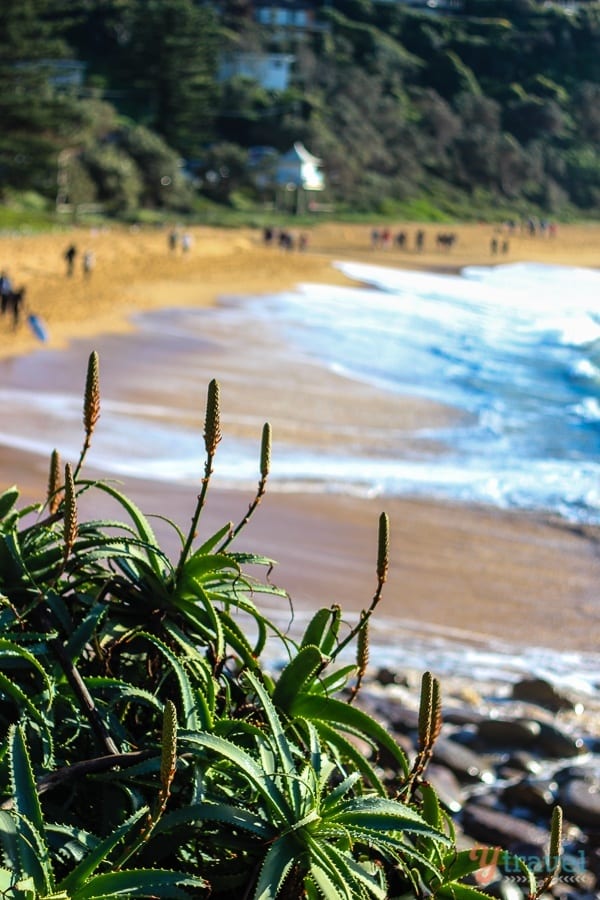 flowers with beach in the background