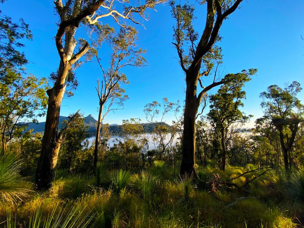 view of water in the distance between gum trees Main Range National Park