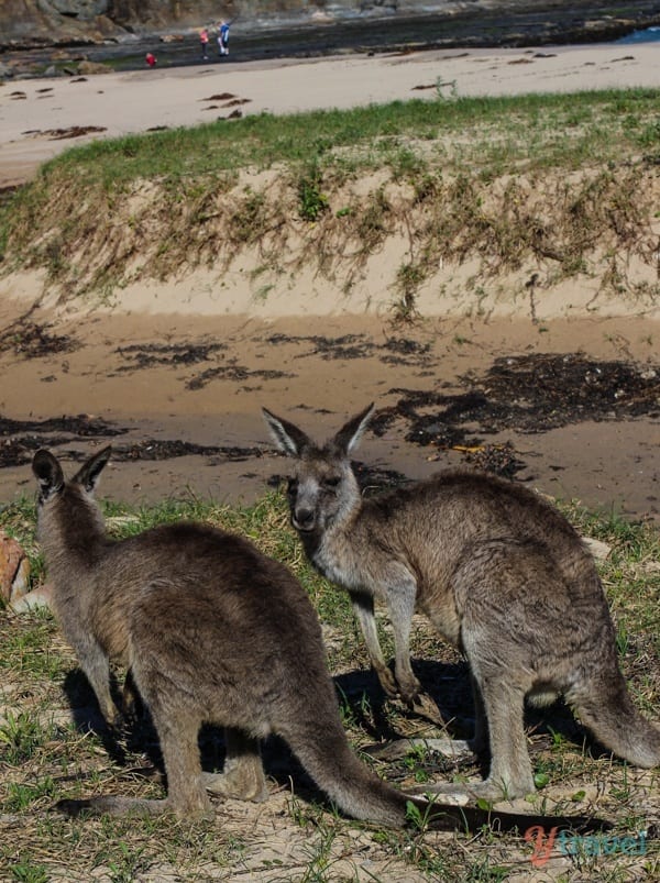 Kangaroos on Pebbly Beach, Australia