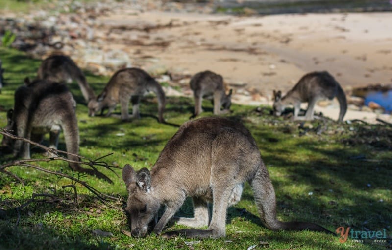 kangaroos eating grass