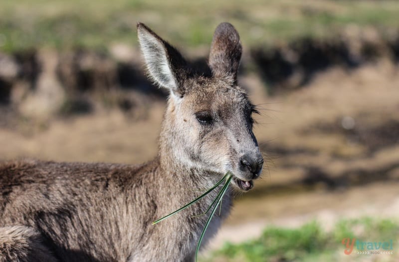 Kangaroo eating grass