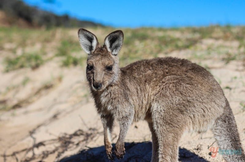 Kangaroo on Pebbly Beach, Australia