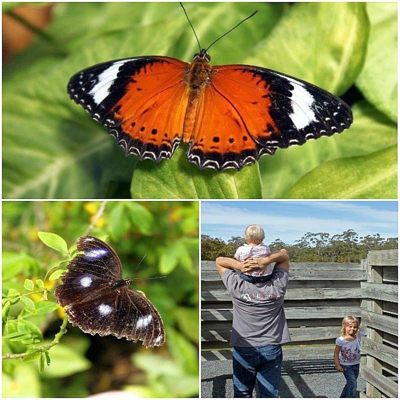 The Butterfly House - Coffs Harbour, Australia