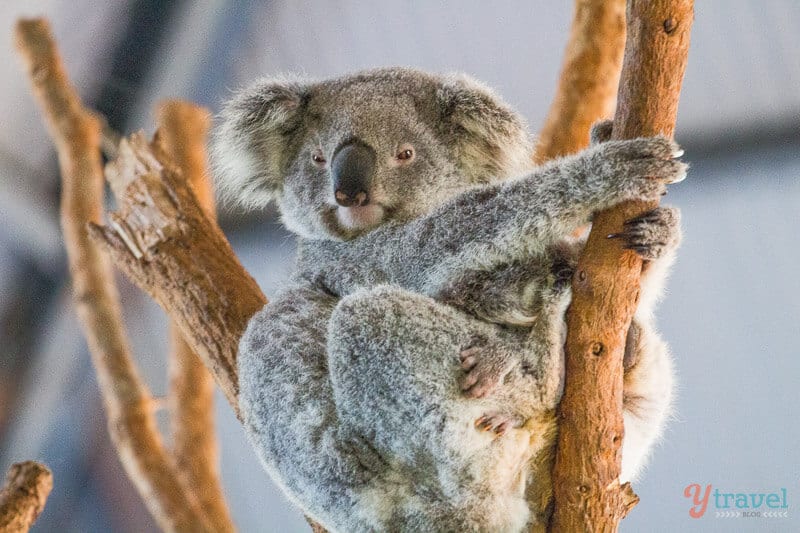 Koala in tree holding baby