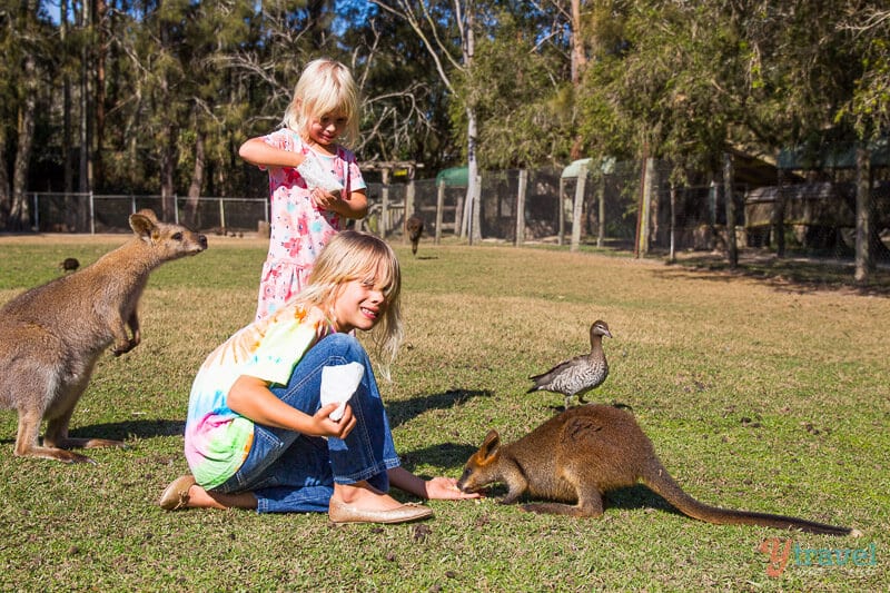 girls Feeding kangaroos in Port Macquarie, NSW, Australia