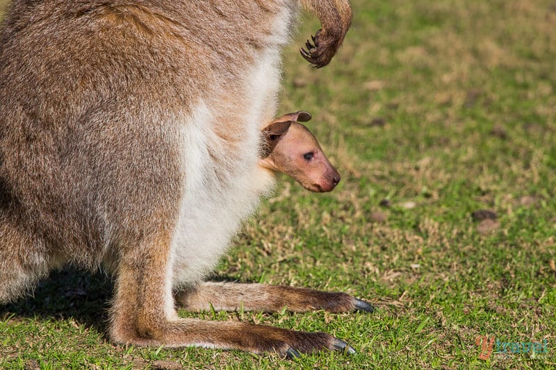 Aww, little joey in the pouch in Port Macquarie, NSW, Australia