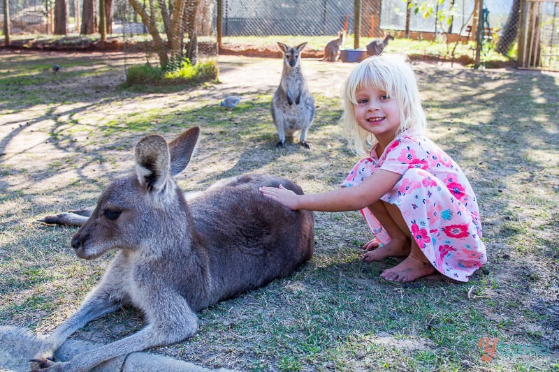 girl petting kangaroos