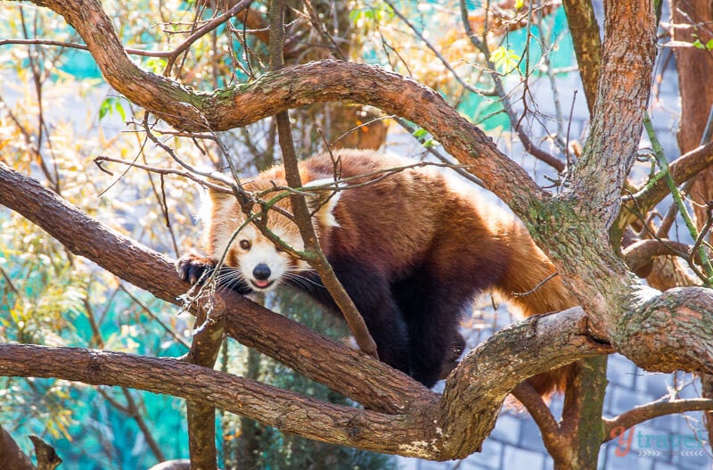 Red Panda in tree at Billabong Wildlife Park in Port Macquarie, NSW, Australia