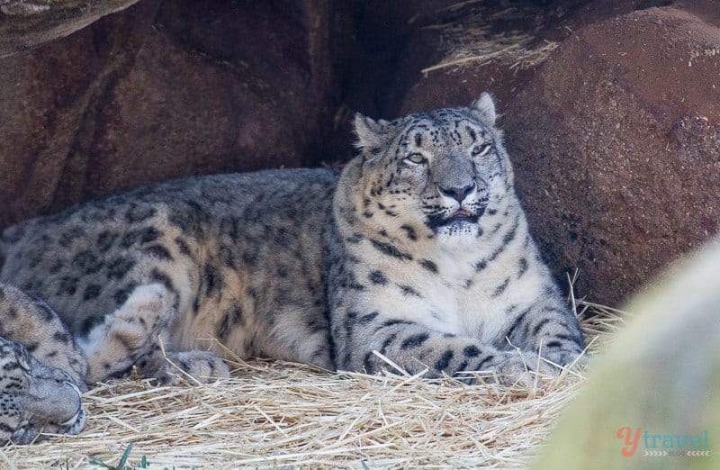 Snow leopard at Billabong Wildlife Park in Port Macquarie, NSW, Australia