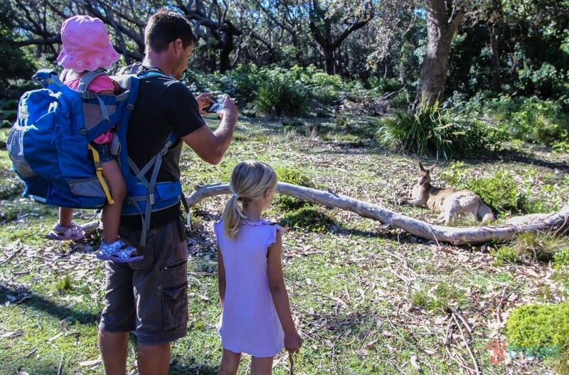 people looking at a kangaroo