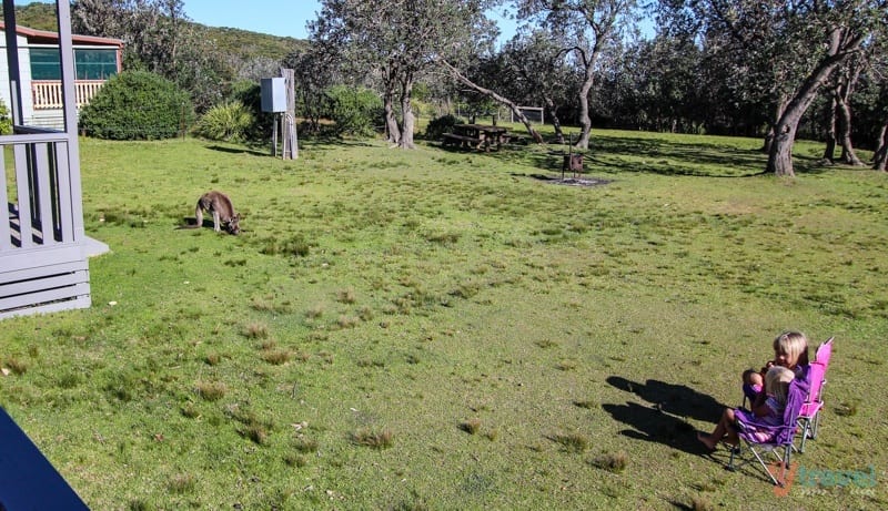 girls sitting on chairs watching a kangaroo in the grass