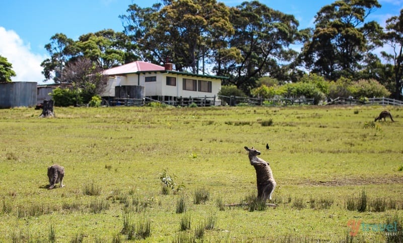 a kangaroo in a grass field scratching his tummy