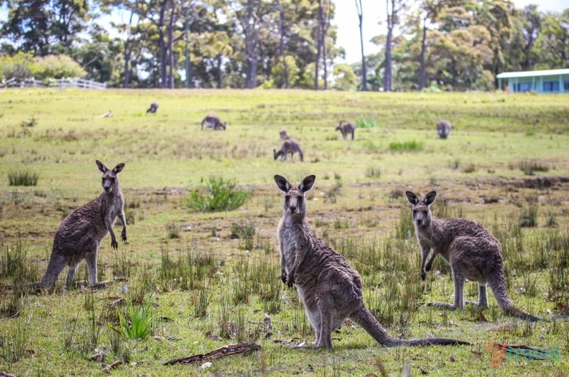 kangaroos in a grass field