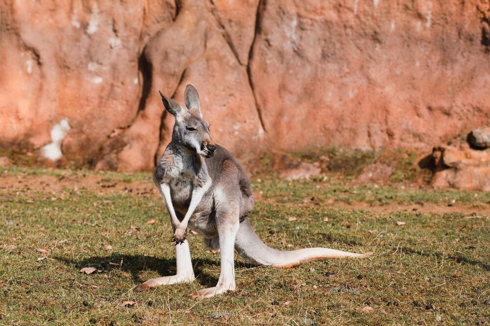 red kangaroo standing next to uluru