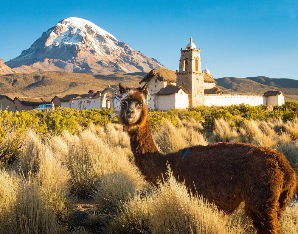 lama looking at camera with white building and snow capped peak behind it 