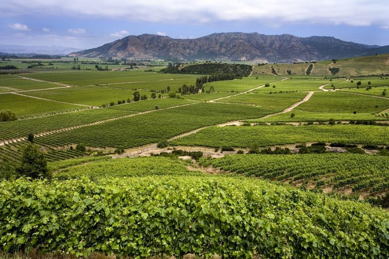 Vineyards producing Chilean wine near Santa Cruz in the Colchagua Valley in central Chile, South America.