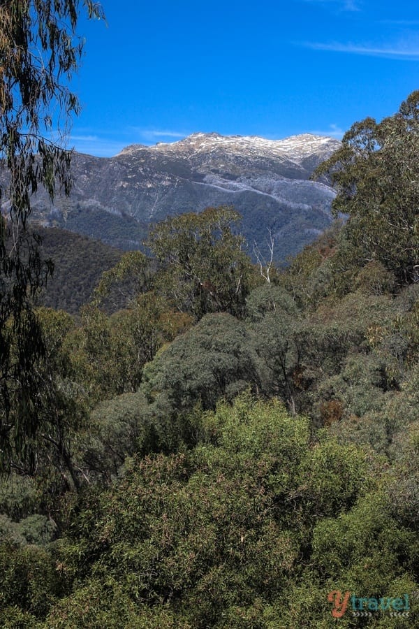 trees in front of snowy mountains