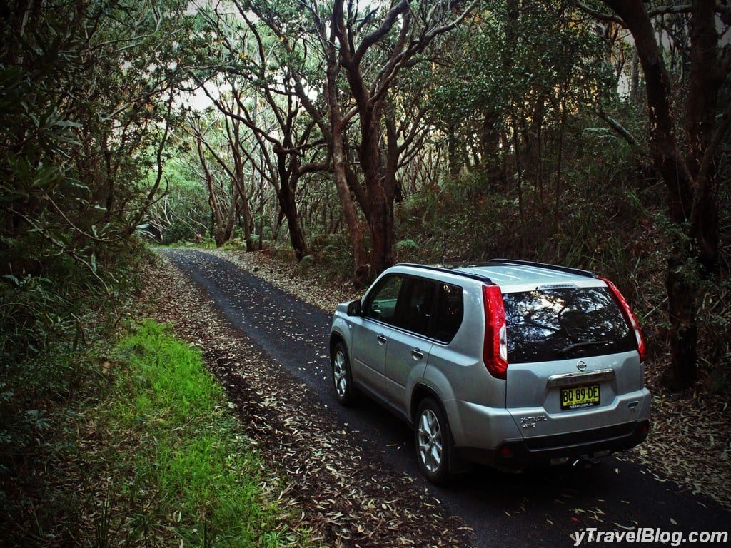 car on a narrow road in the forest