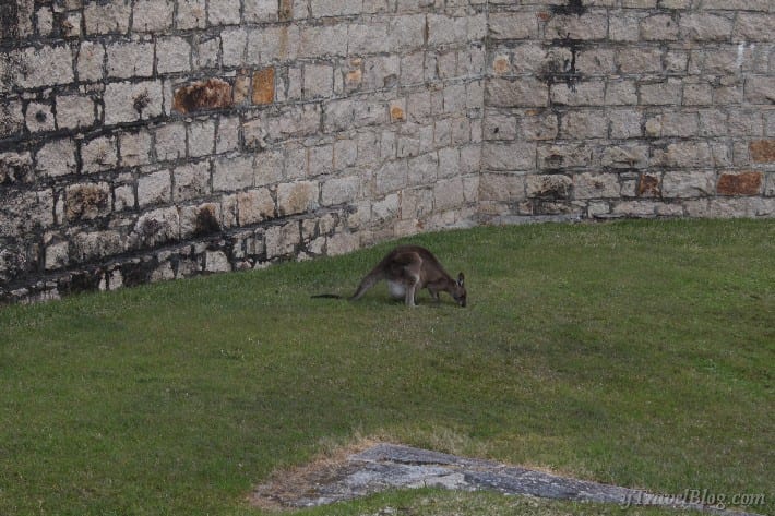 kangaroo eating grass inside Trial Bay Gaol 