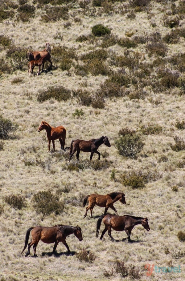 Wild Brumbies running in the Snowy Mountains, Australia