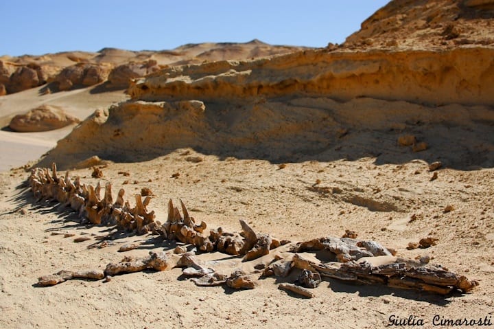 sand dunes with bones on the ground