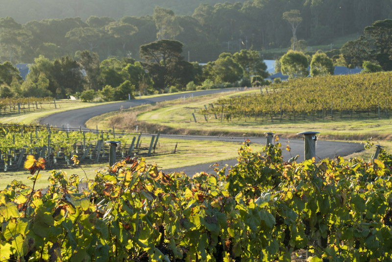 Sun setting over the scenic grounds of Coolangatta Estate, Shoalhaven Heads.