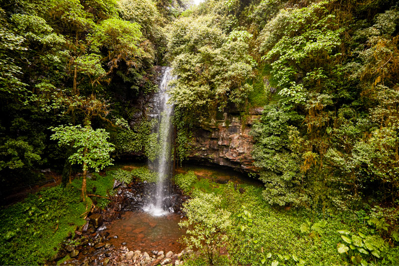 Scenic view along the Crystal Shower Falls walk, Dorrigo 