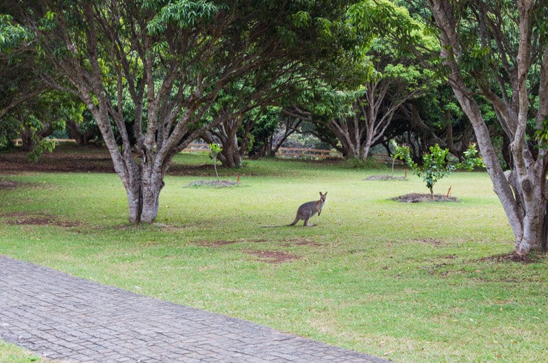 kangaroo on the grass