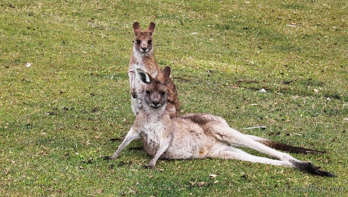 kangaroos in South West Rocks