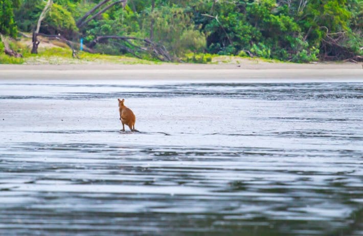 kangaroo in water