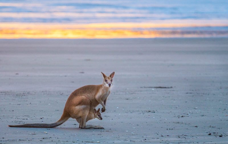 kangaroo with joey in pouch on the beach during sunrise