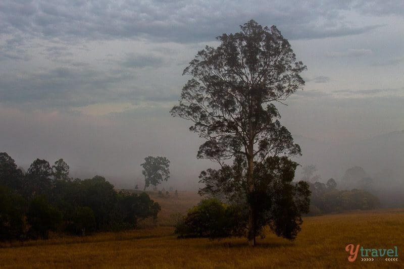 gum tree in the mist