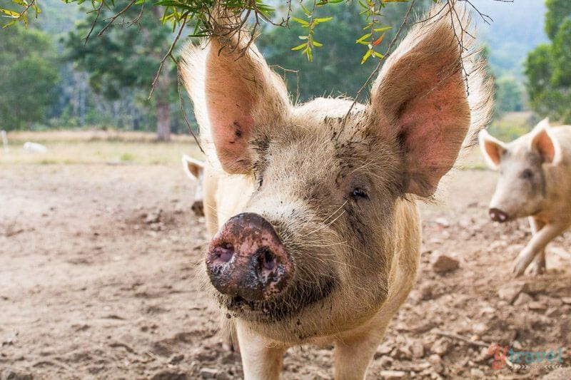 pig looking at camera