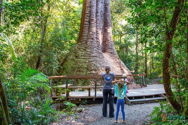 people looking at Old Bottlebutt Tree in Wauchope, NSW, Australia