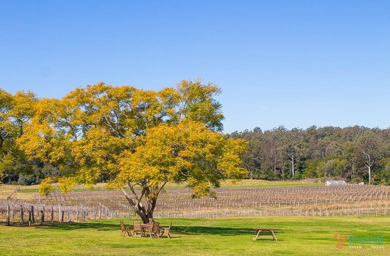 picnic table under tree 