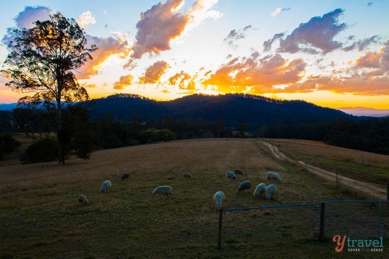 Susnet at Ewetopia Farm with sheep in field