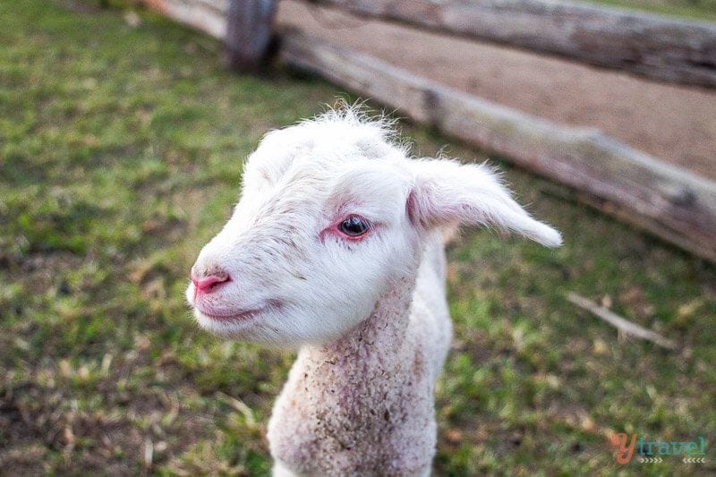 Lamb face close up to camera