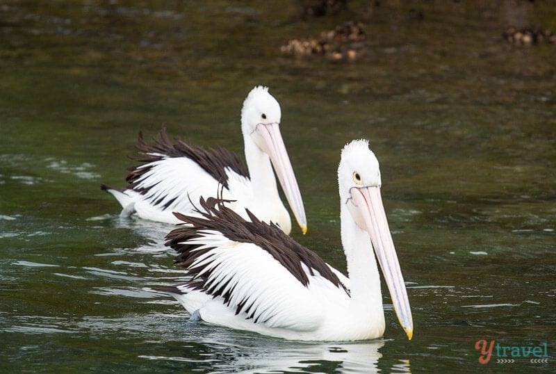 Pelicans on Camden Haven River, NSW, Australia