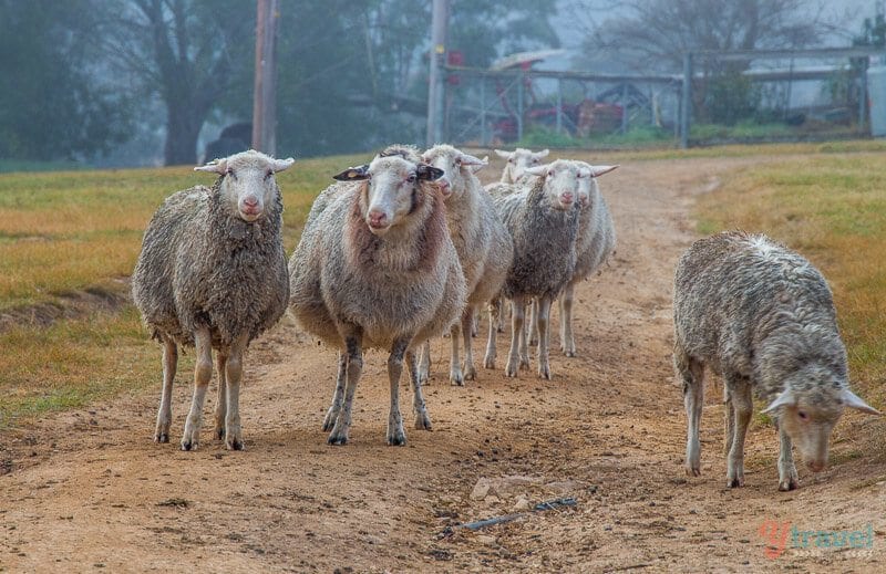 Sheep on road at Ewetopia Farm Stay, Port Macquarie, NSW, Australia