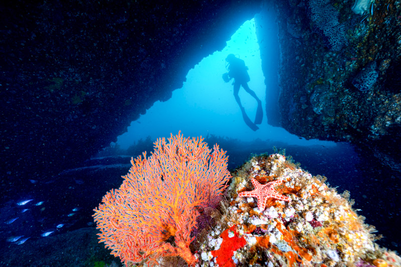 Scuba diver exploring a dive site in Jervis Bay.