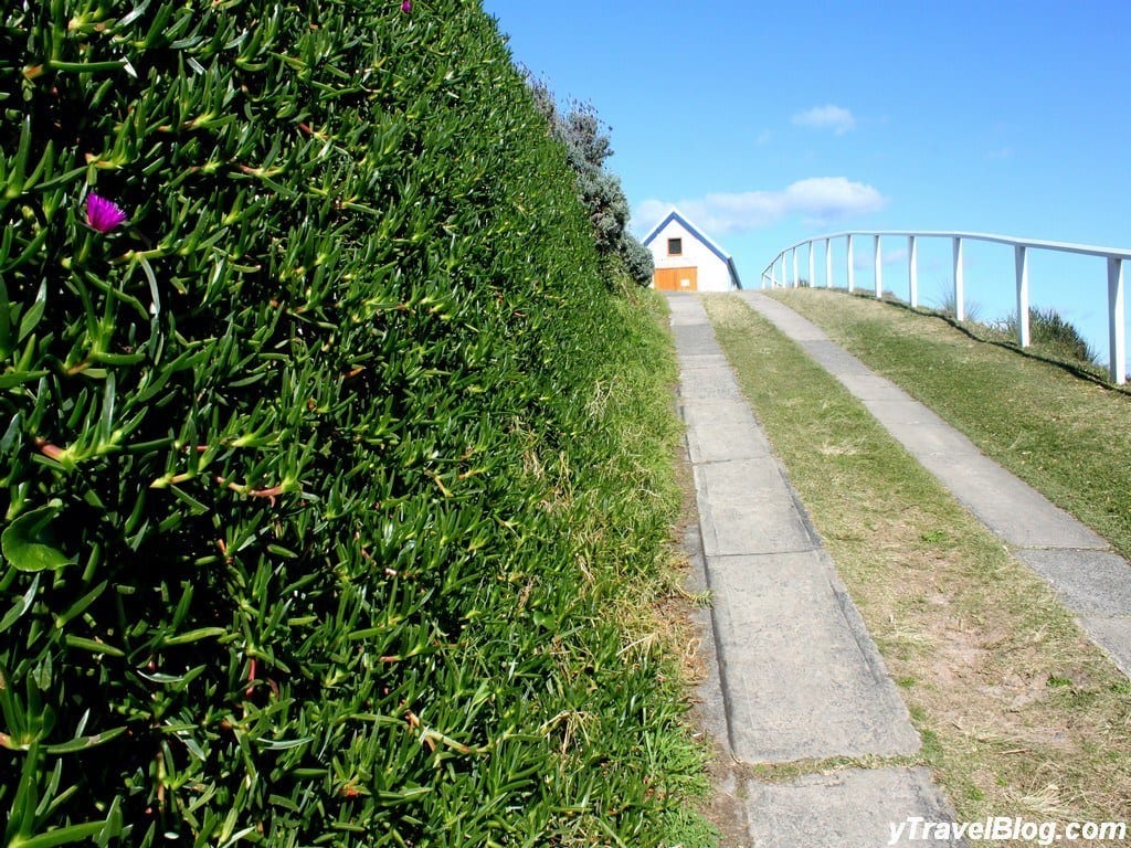 a pathway next to bushes