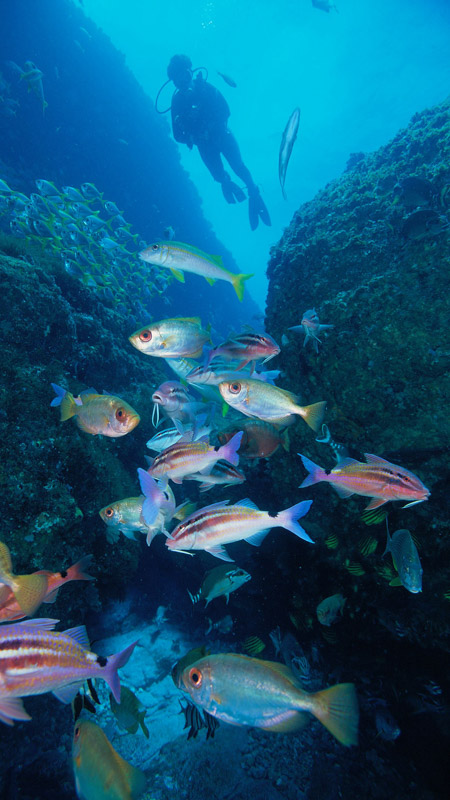 Person scuba diving at Solitary Island Marine Park off the Coffs Harbour Coast