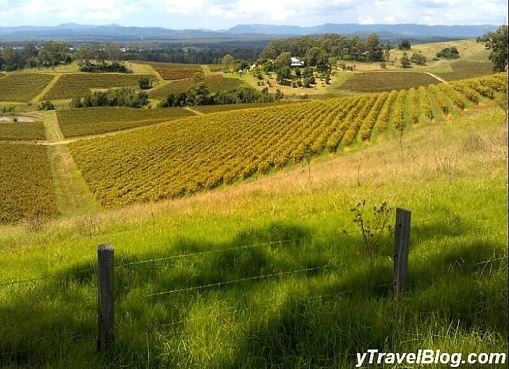 grass fields