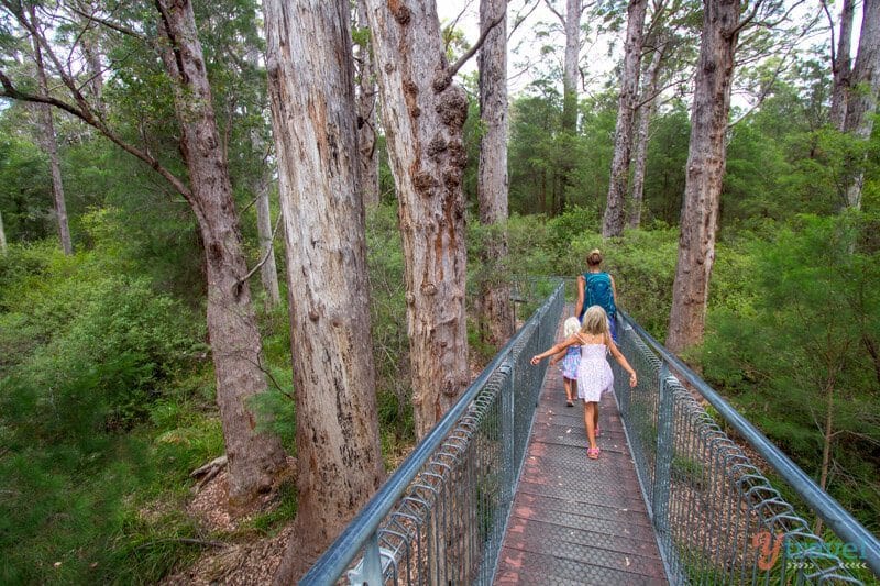 family walking on the Tree Top Walk in the Valley of the Giants