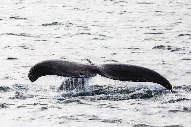 tail of a Humpback whale coming out of the water