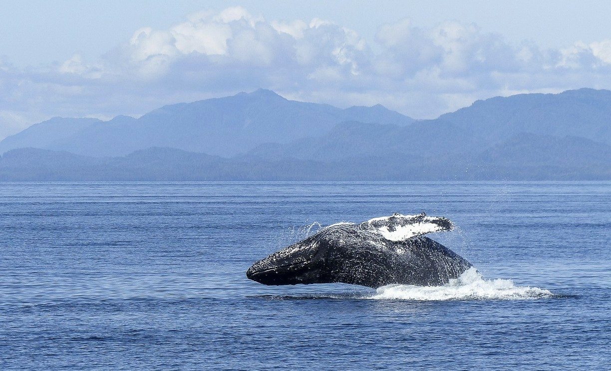 whale watching tours from Reykjavik Iceland