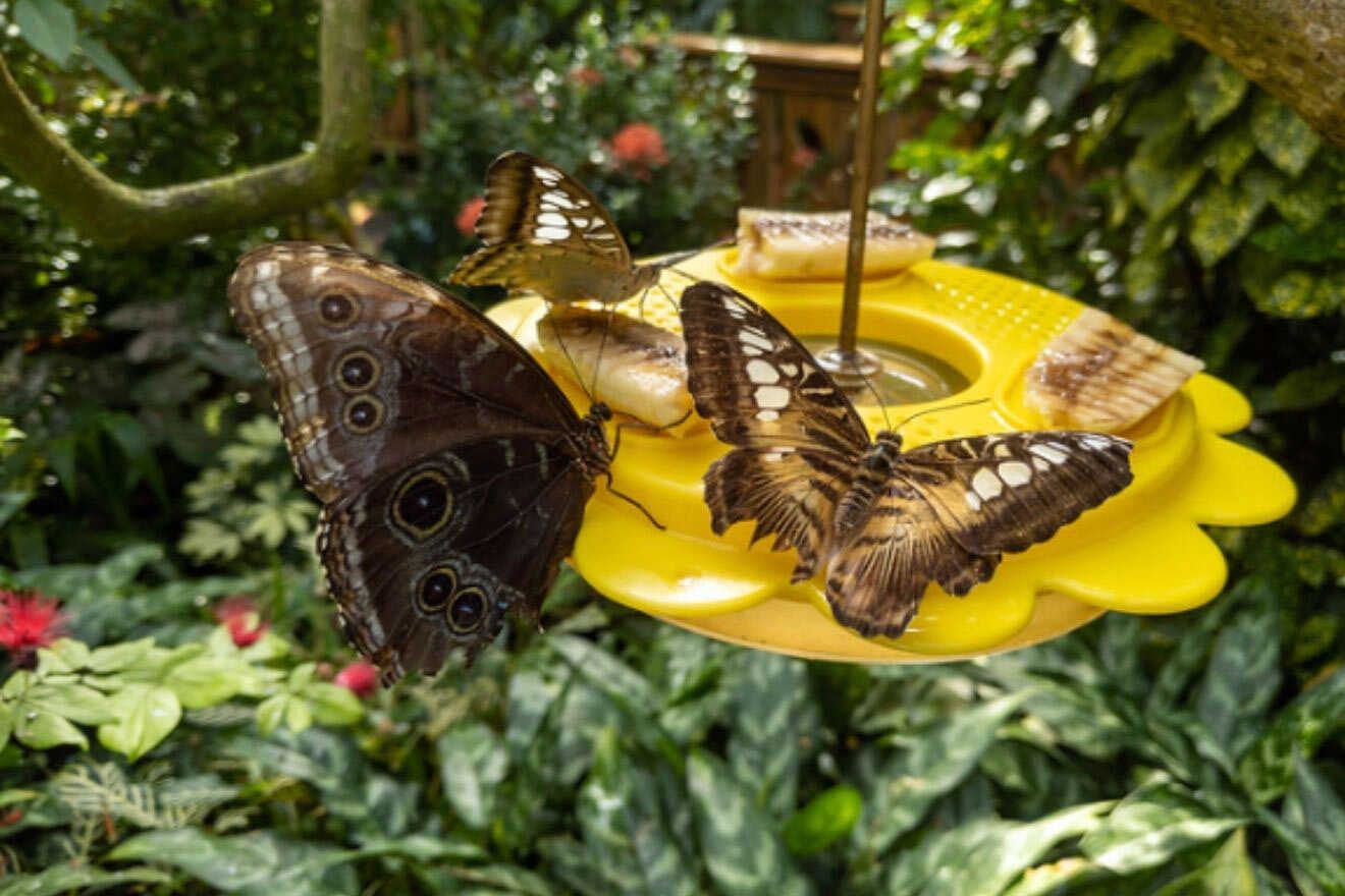 11 Key West Butterfly Nature Conservatory